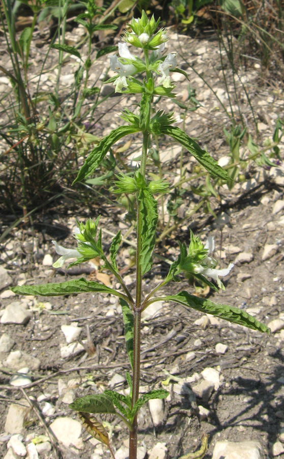 Изображение особи Stachys annua.