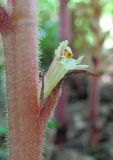 Orobanche hederae