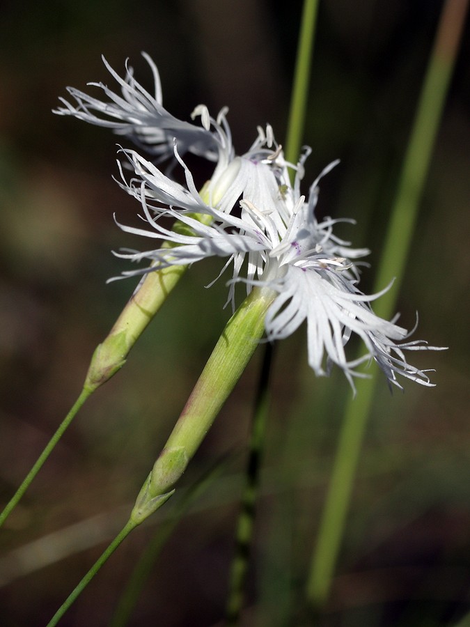 Изображение особи Dianthus borussicus.