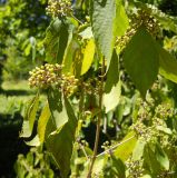 Callicarpa bodinieri