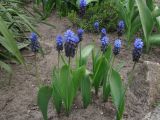 Muscari latifolium