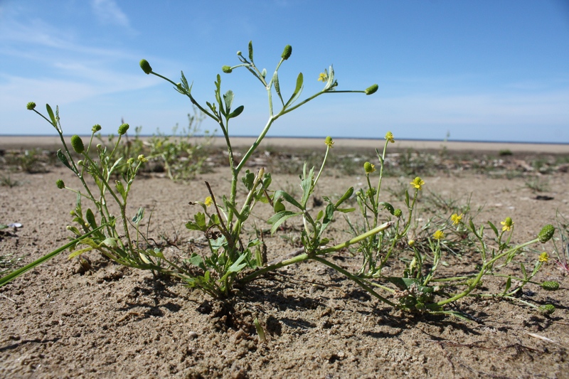 Image of Ranunculus sceleratus specimen.