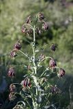 Trachelanthus korolkowii