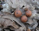 Quercus robur. Прошлогодний лист с галлами орехотворки дубовой - Diplolepis quercus-folii (видны выходы насекомых). Курская обл., г. Железногорск, ур. Опажье. 14 апреля 2009 г.
