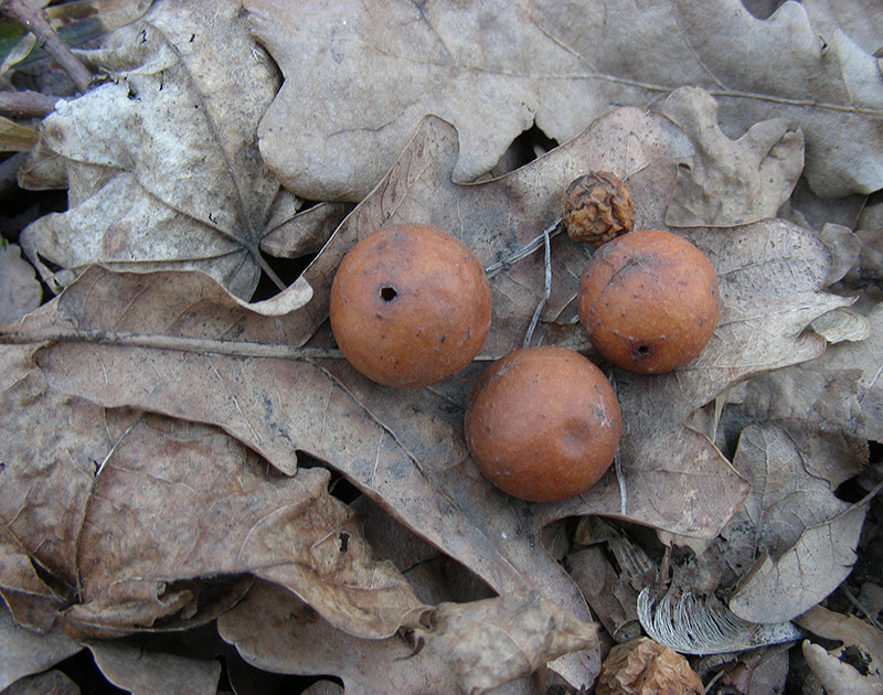 Image of Quercus robur specimen.