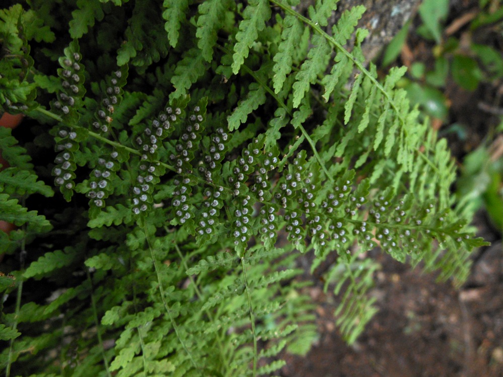 Изображение особи Protowoodsia manchuriensis.