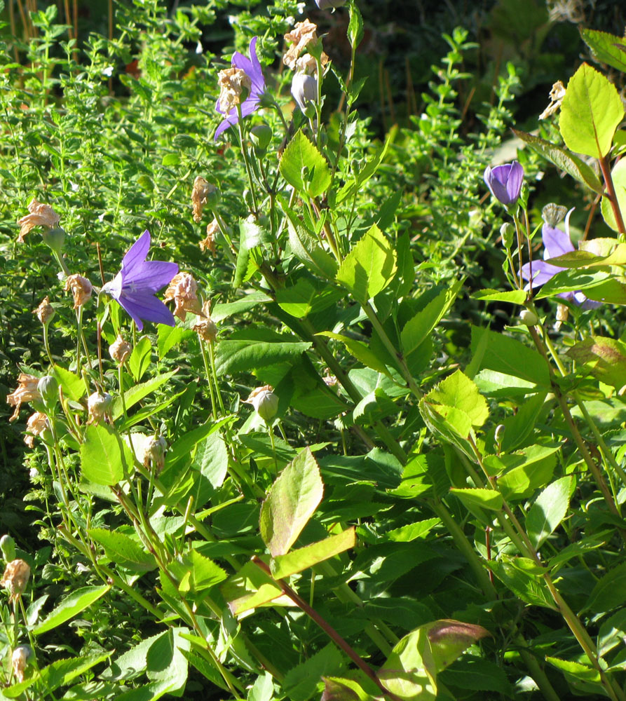 Изображение особи Platycodon grandiflorus.