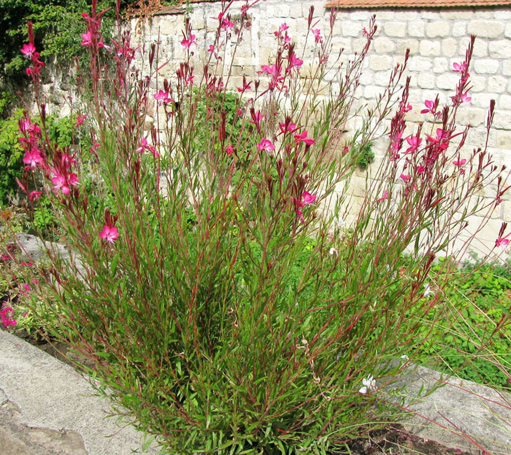 Изображение особи Gaura lindheimeri.