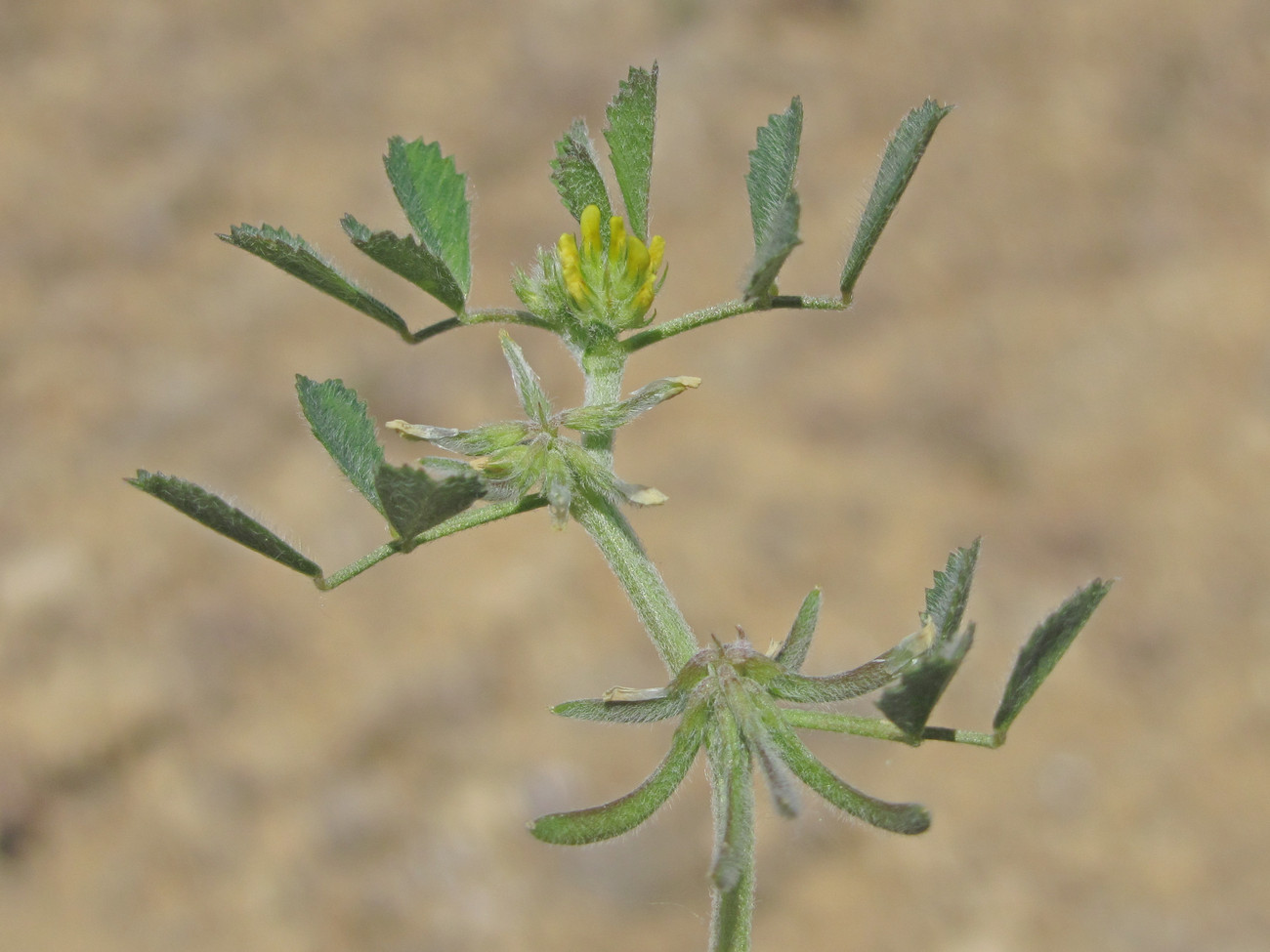 Image of Trigonella monspeliaca specimen.