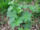 Aconitum orientale. Вегетирующее растение. Украина, Киев, Национальный ботанический сад, ботанико-географический участок кавказской флоры. 05.05.2011.