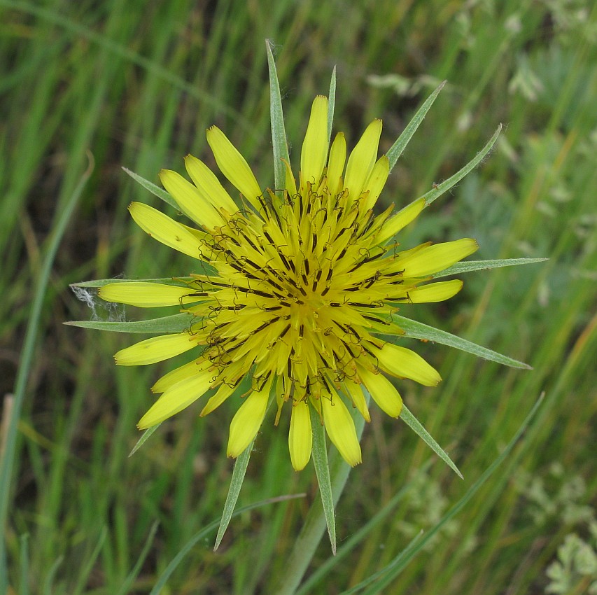 Image of Tragopogon dubius ssp. desertorum specimen.