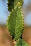 Ulmus pumila. Лист. Ростовская обл., Неклиновский р-н, Андреево-Мелентьевское с/п, балка Сухая. 19.08.2012.