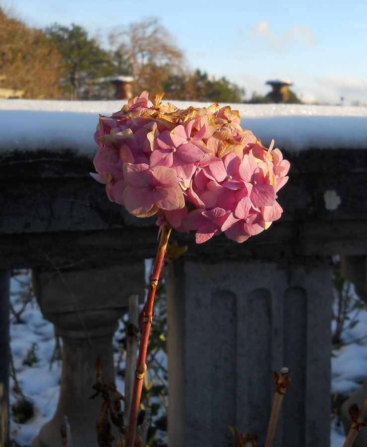 Image of Hydrangea macrophylla specimen.