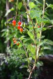 Solanum kitagawae