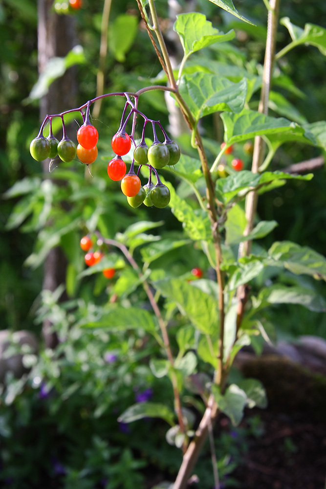 Изображение особи Solanum kitagawae.