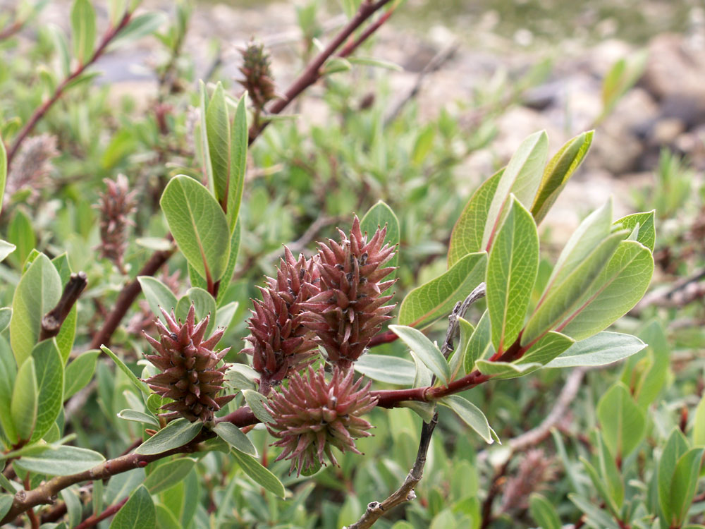 Изображение особи Salix caesia.