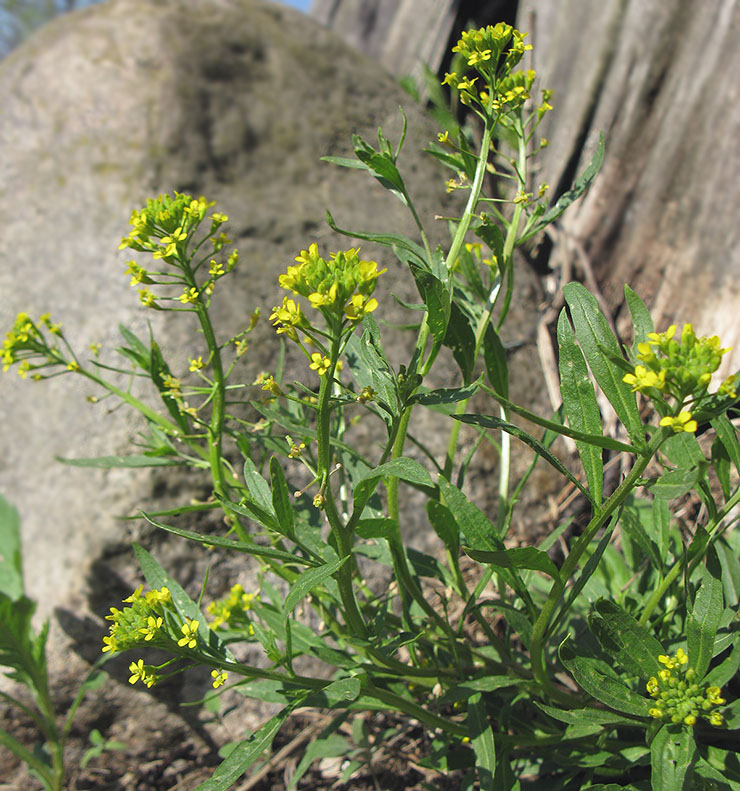 Image of Erysimum cheiranthoides specimen.