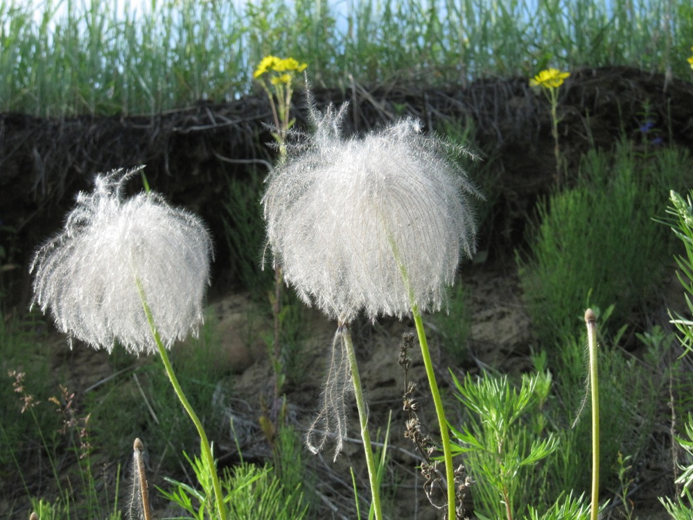 Image of Pulsatilla dahurica specimen.