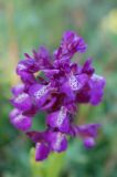 Anacamptis morio подвид caucasica