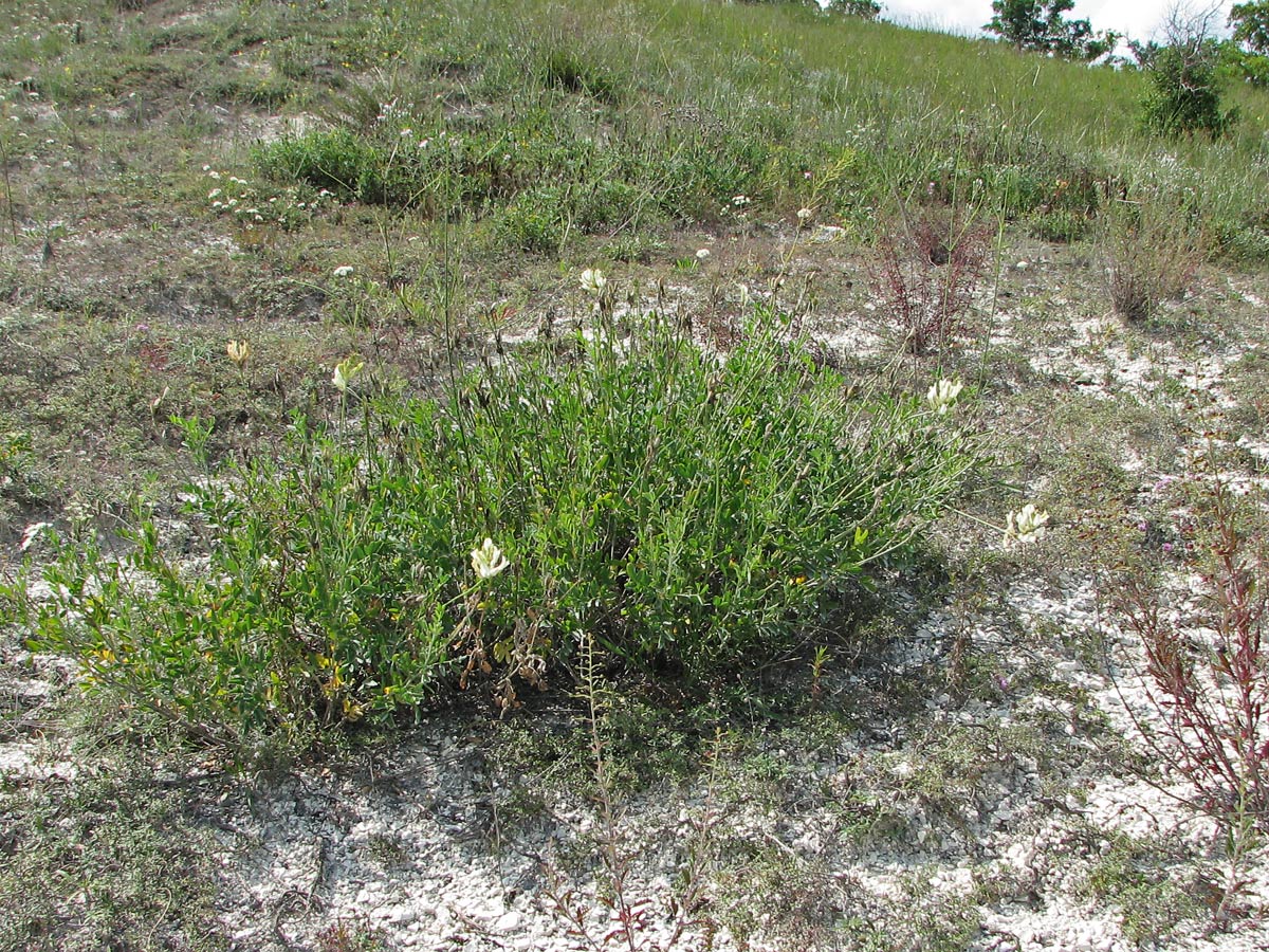 Изображение особи Astragalus albicaulis.