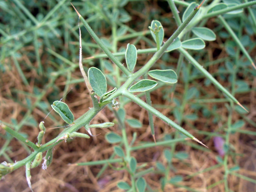 Image of Alhagi maurorum specimen.