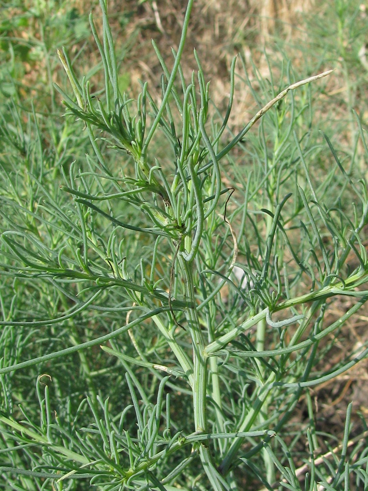 Image of Salsola tragus specimen.