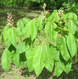 genus Aesculus