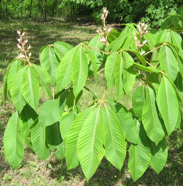 Изображение особи род Aesculus.