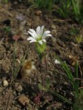 genus Cerastium. Цветущее растение. Крым, Карадагский заповедник, биостанция, вытоптанный участок. 6 апреля 2013 г.