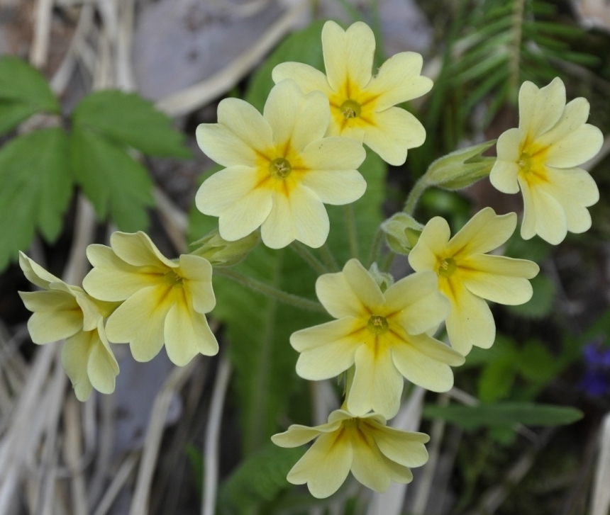 Image of Primula elatior specimen.