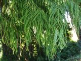 Taiwania cryptomerioides