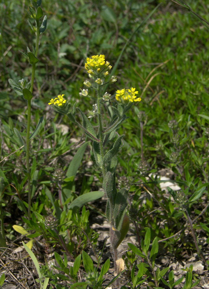 Image of Alyssum hirsutum specimen.