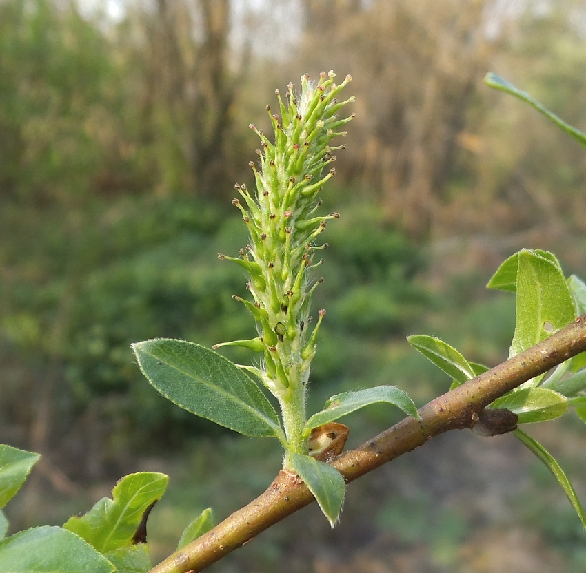 Изображение особи Salix myrsinifolia.