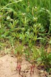 Asperula setosa