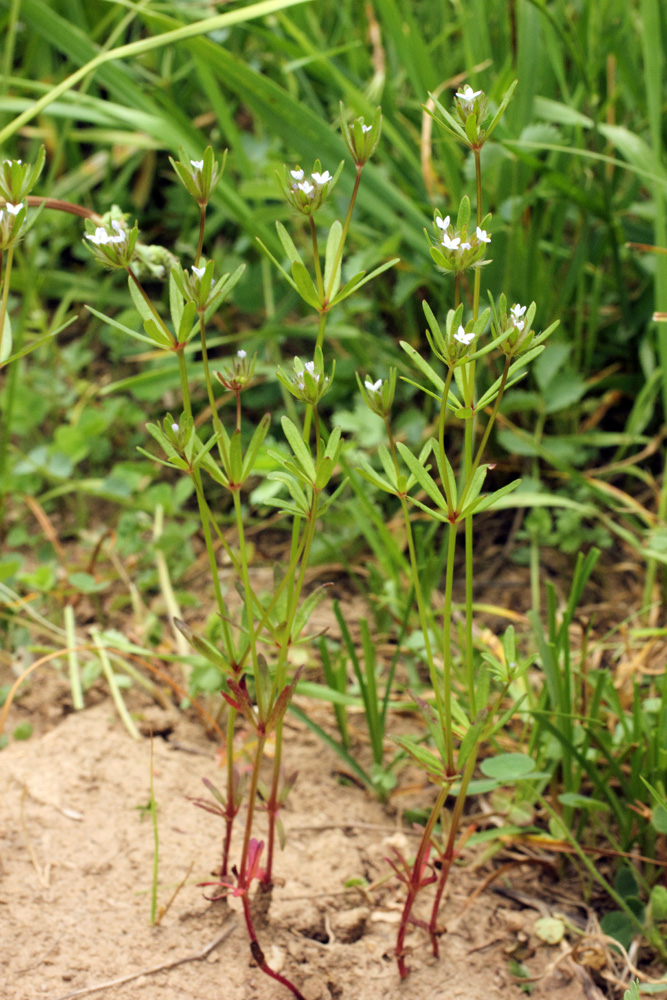 Изображение особи Asperula setosa.