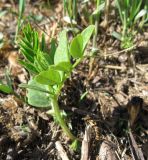 Vicia sepium