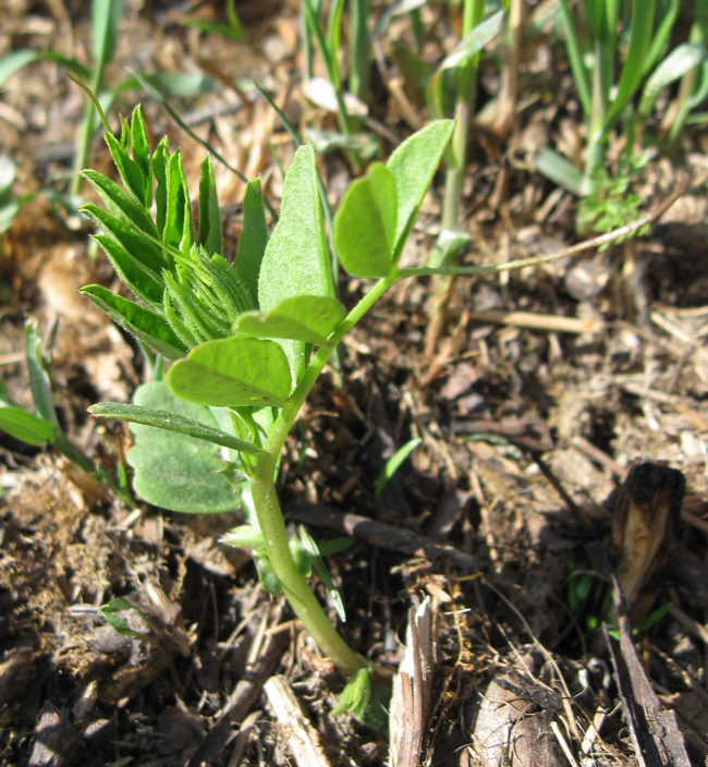 Изображение особи Vicia sepium.