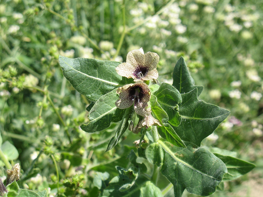 Изображение особи Hyoscyamus niger.