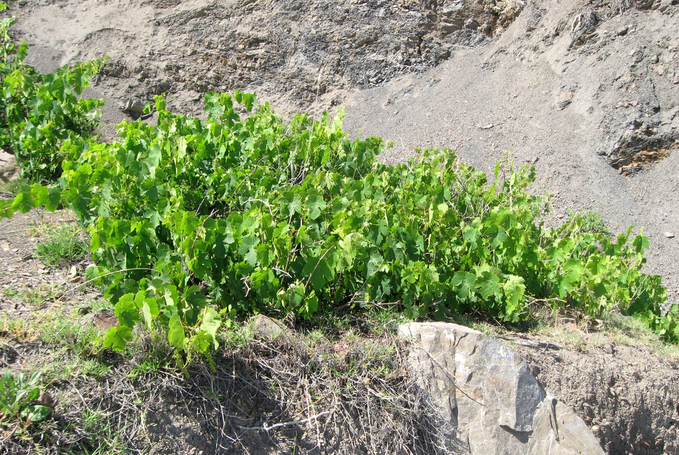 Image of Vitis vinifera specimen.