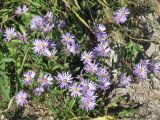 Aster bessarabicus