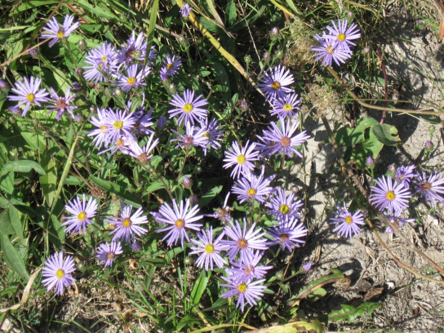 Изображение особи Aster bessarabicus.