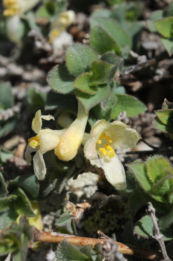 Изображение особи Lonicera humilis.