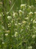 Medicago falcata