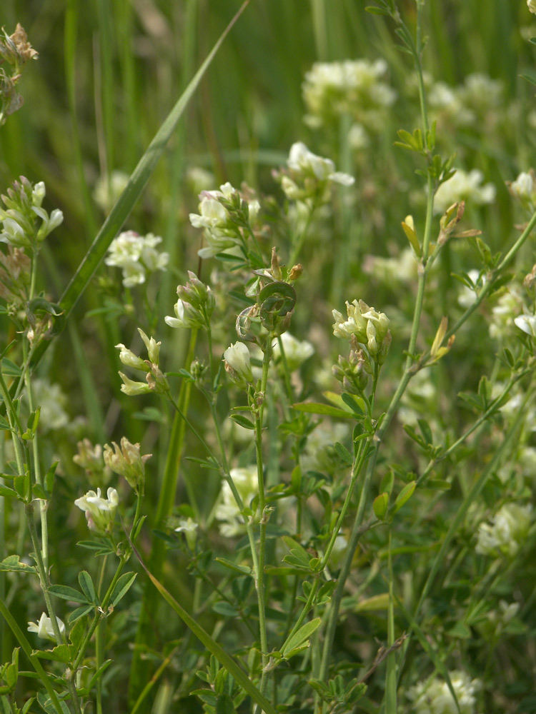 Изображение особи Medicago falcata.