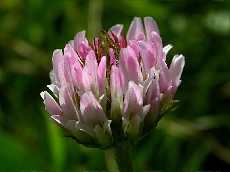 Изображение особи Trifolium fragiferum.