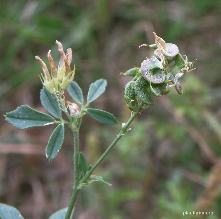 Изображение особи Medicago sativa.