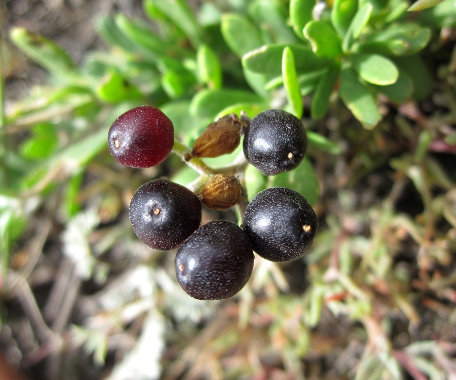 Изображение особи Nitraria sibirica.