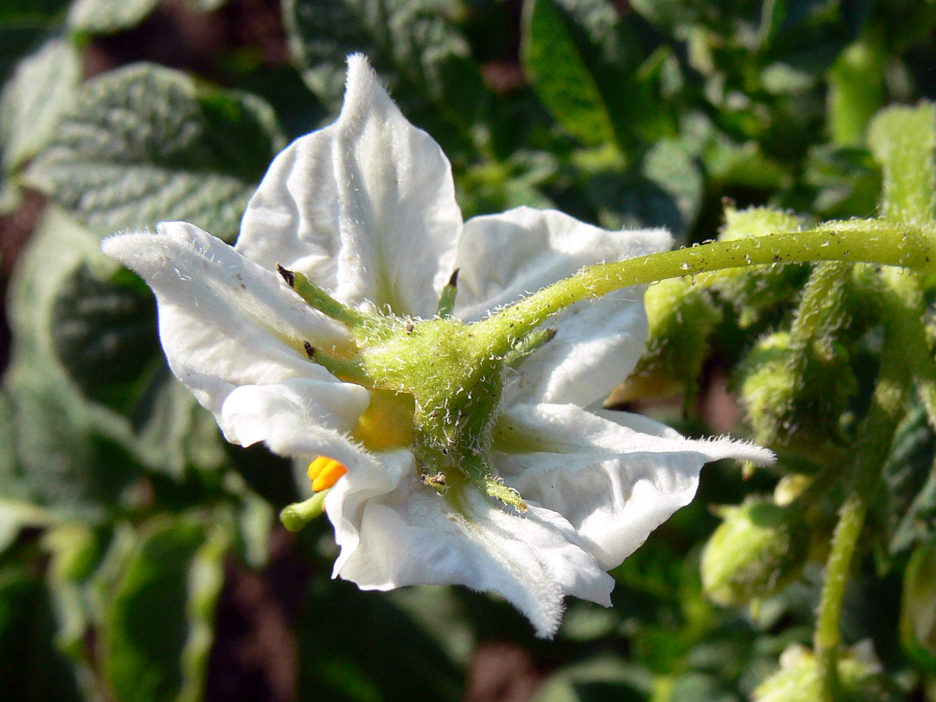 Image of Solanum tuberosum specimen.