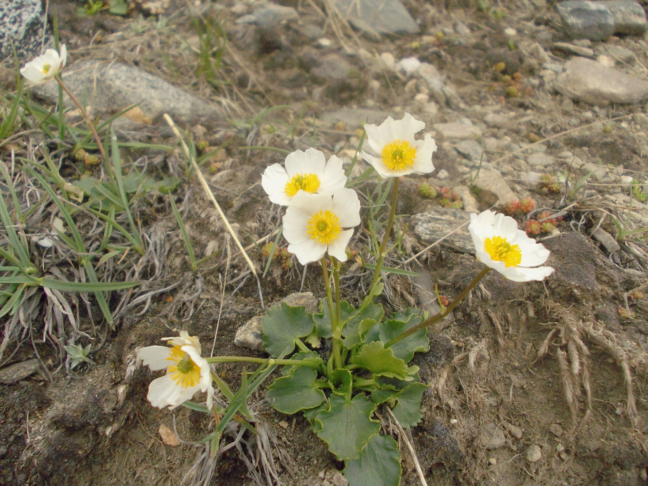 Изображение особи Ranunculus crenatus.