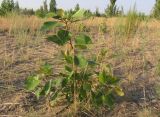 Populus × sibirica